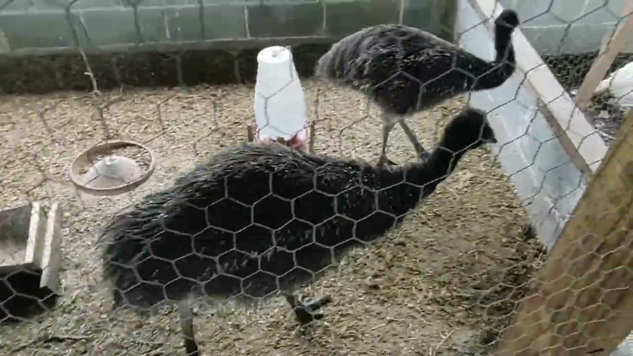 #Pavão branco com a calda aberta #construindo abrigo para os #emus