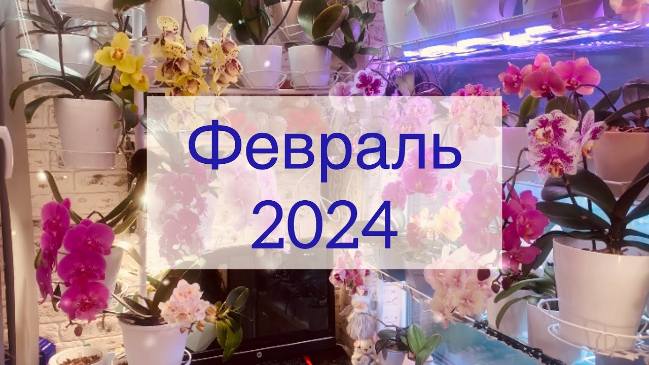 Цветение моих орхидей 04.02.2024