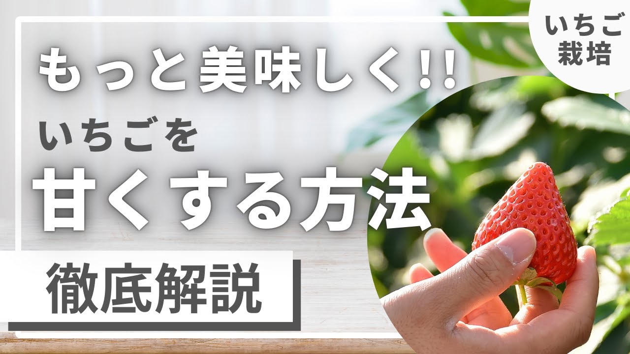 苺農家さんが意外と知らない【甘くする仕組み】イチゴをもっと美味しくする方法　徹底解説!!