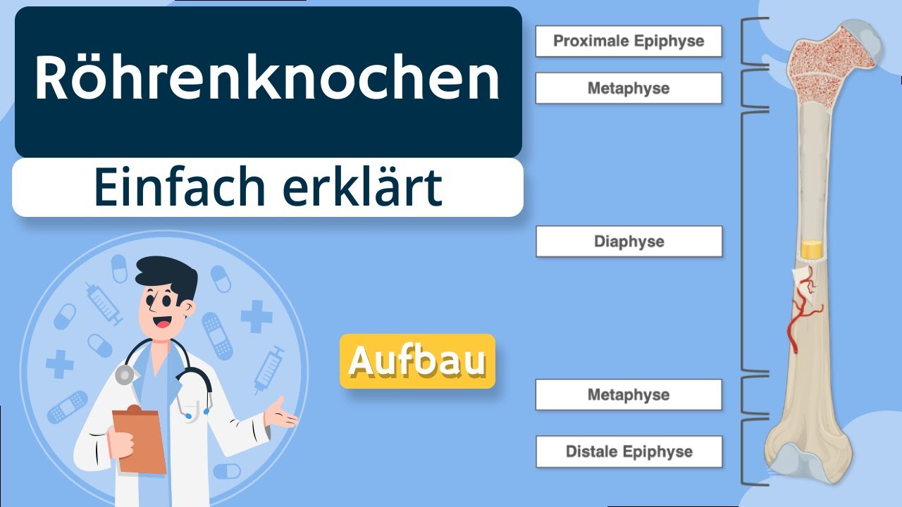 R&ouml;hrenknochen Aufbau - Epiphyse, Metaphyse, Diaphyse erkl&auml;rt