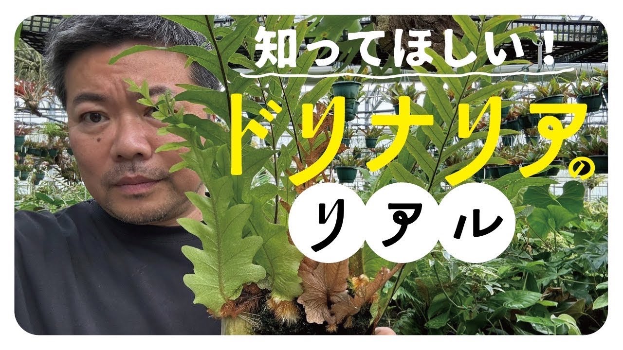 紹介してごめんなさい。ドリナリアの真実