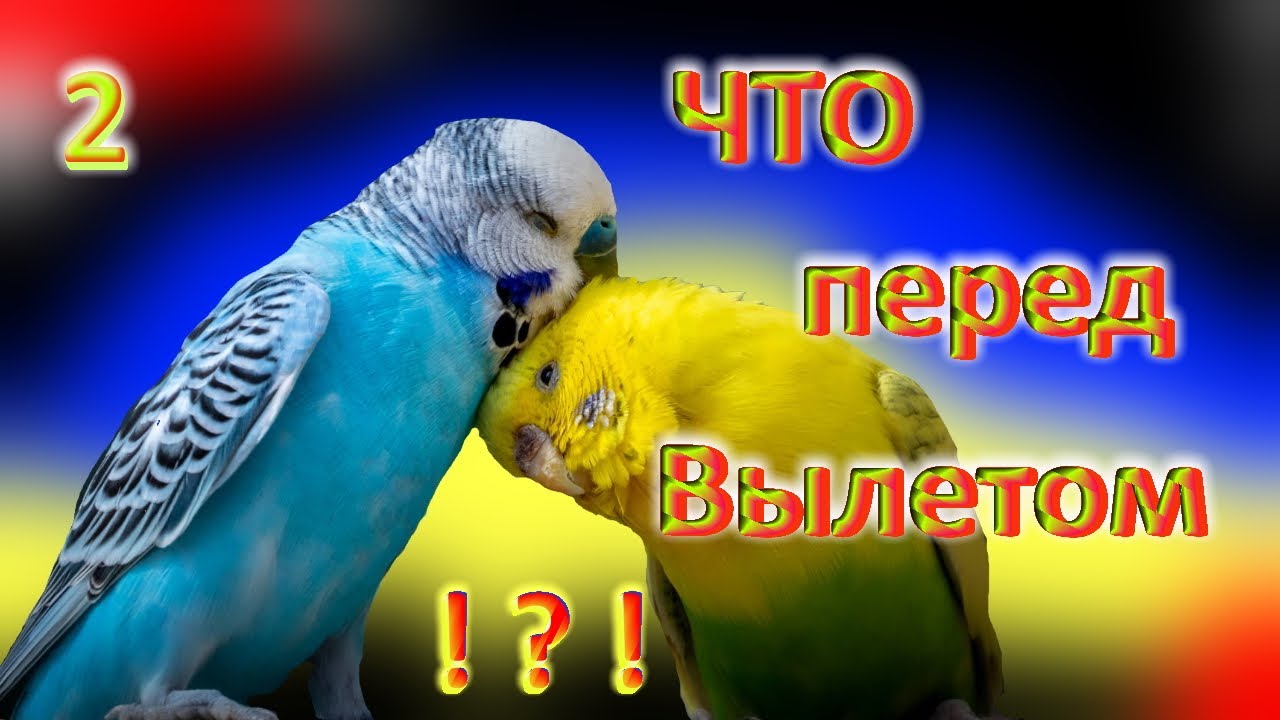 Что происходит к концу второй кладке у птенцов волнистых попугаев.