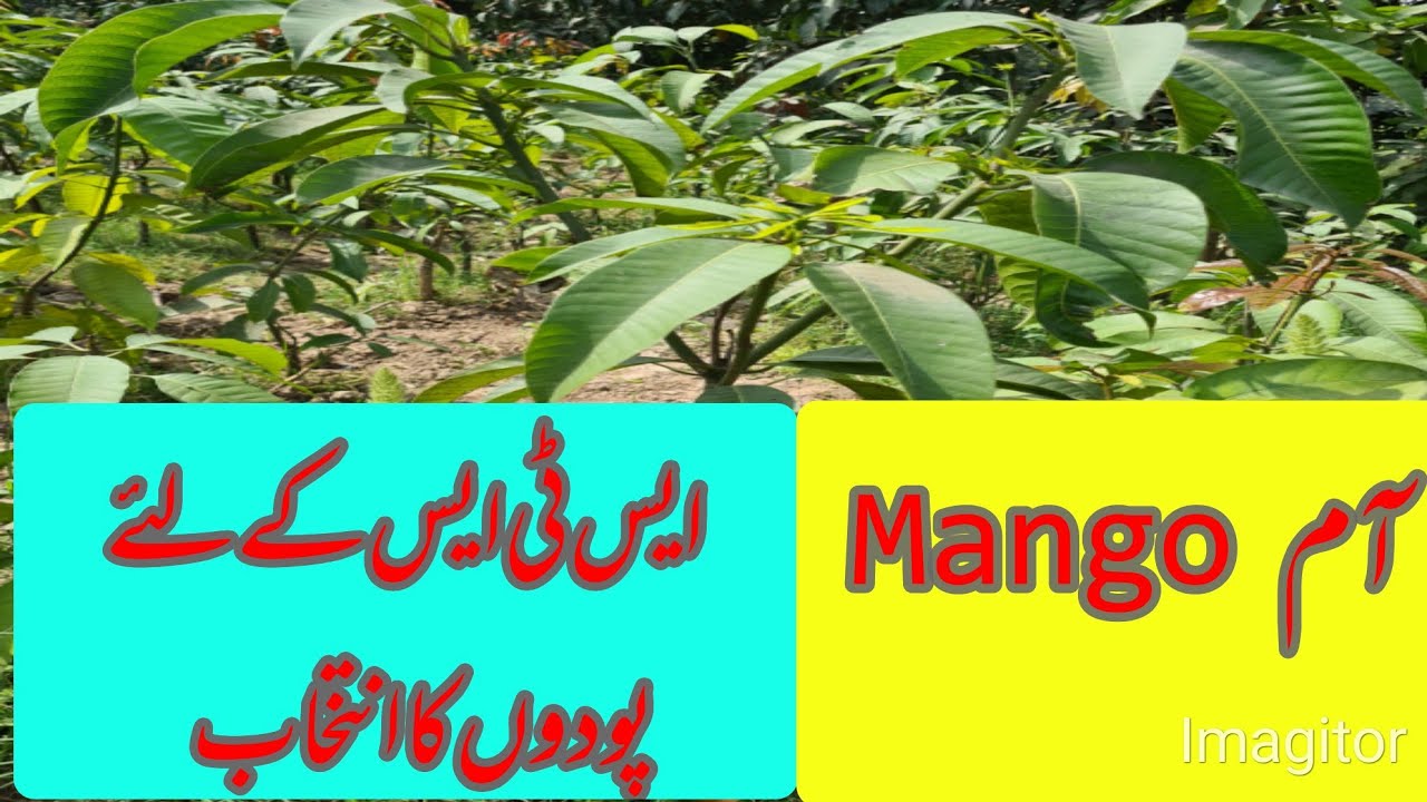 Selection of Nursery for STS System in Mango 🥭