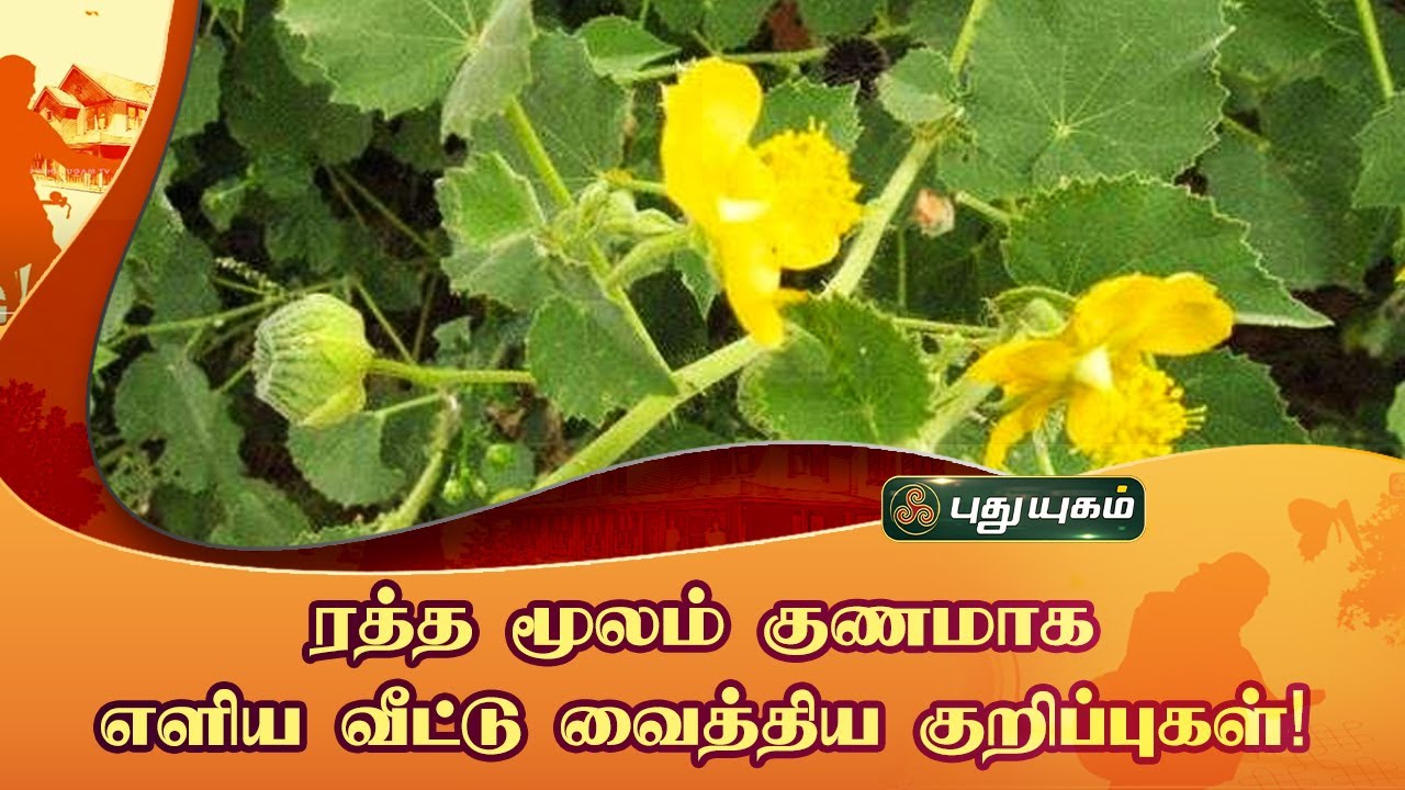 ரத்த மூலம் குணமாக எளிய வீட்டு வைத்திய குறிப்புகள்! Dr.UshaNandhini | இனியவை இன்று
