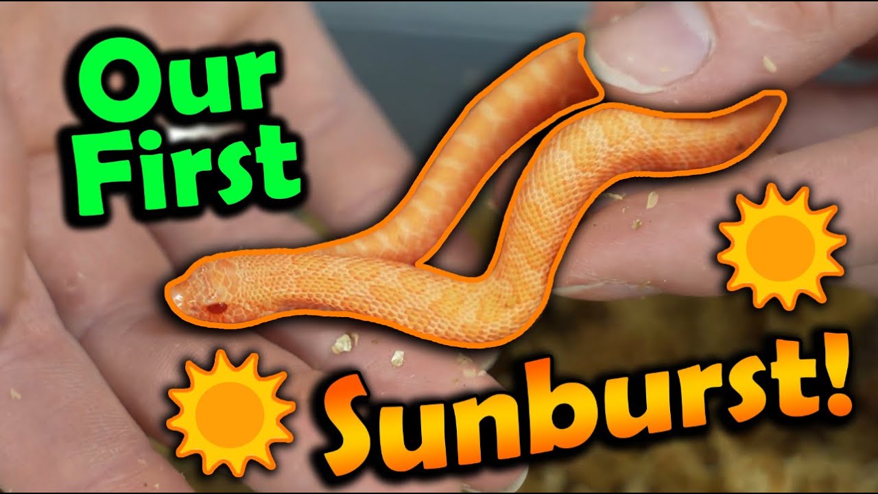 Baby Sunburst Hognoses Hatching!!