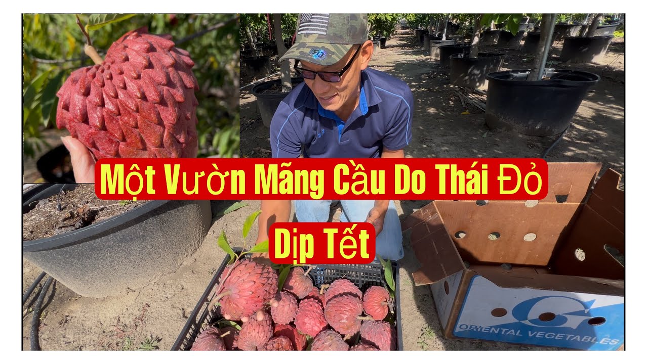 Một Vườn Mãng Cầu Do Thái Đỏ Dịp Tết