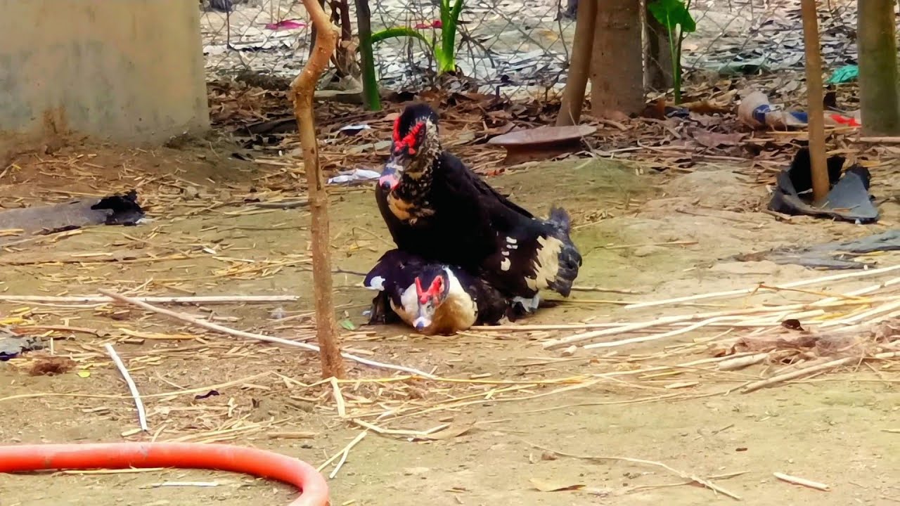 আমাদের চিনা হাস ডিম দিয়া শুরু করবে #China #duck