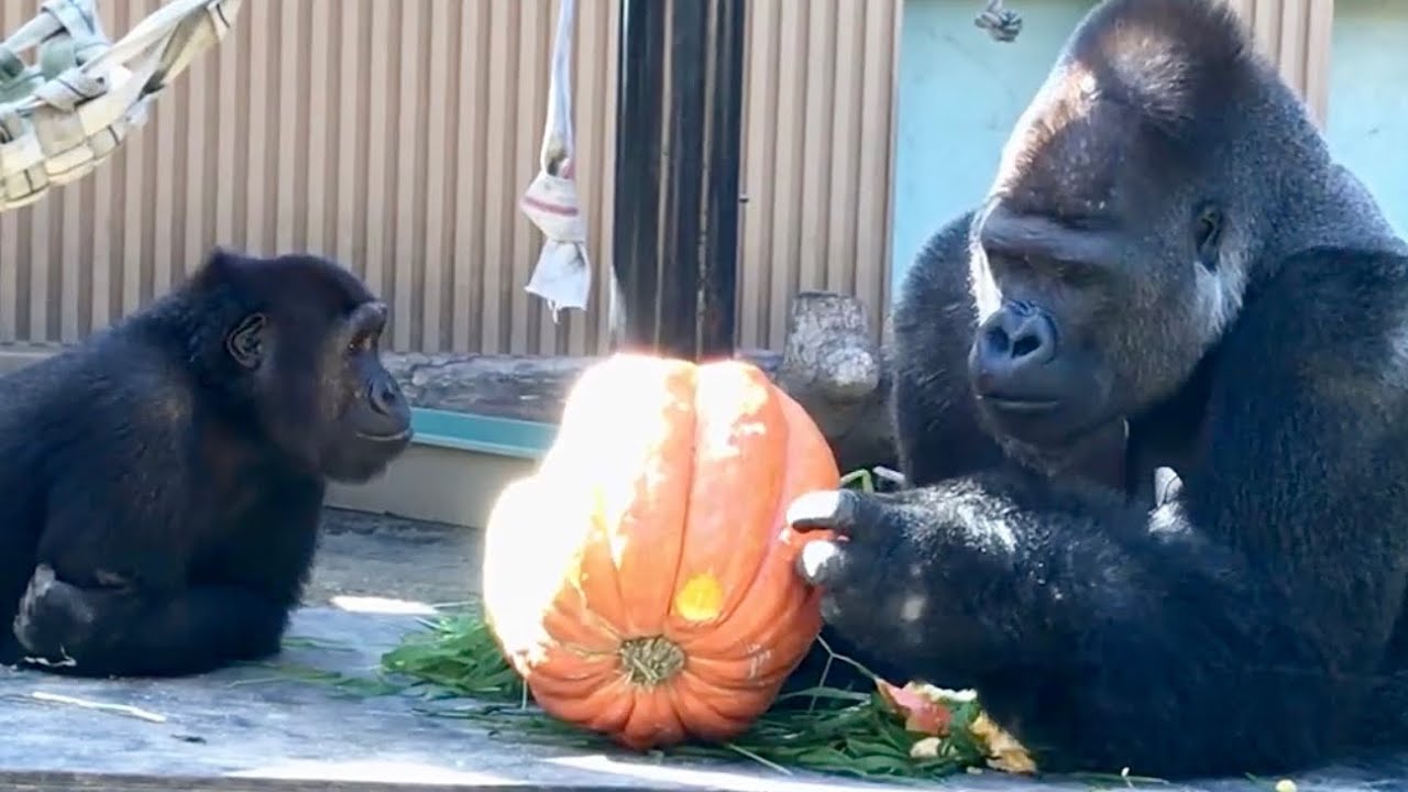 誰よりも食に貪欲な父モモタロウ⭐️ゴリラ Gorilla【京都市動物園】Momotaro is more greedy when it comes to food.