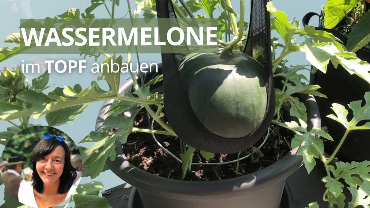 Wassermelone im Topf pflanzen - Wassermelone vertikal anbauen | Sugar Baby