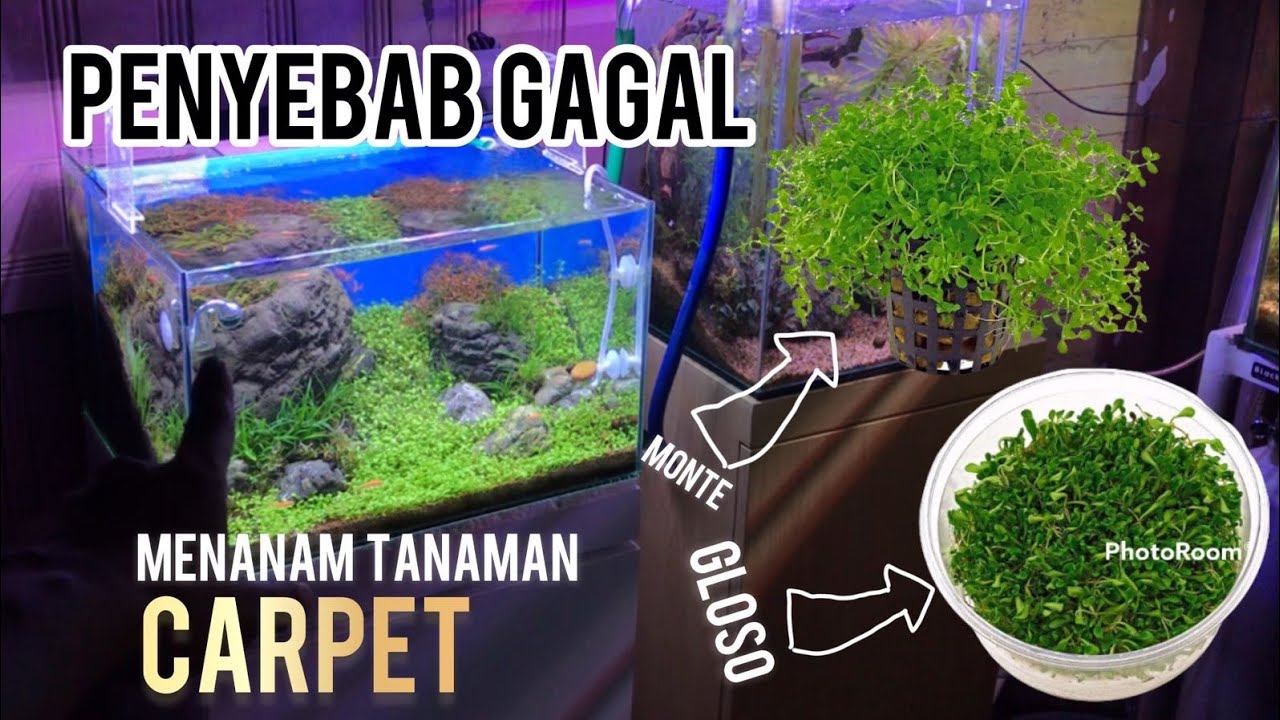 Tips Menanam Tanaman Karpet Aquascape - Monte Carlo & Glosostigma #karpetaquascape