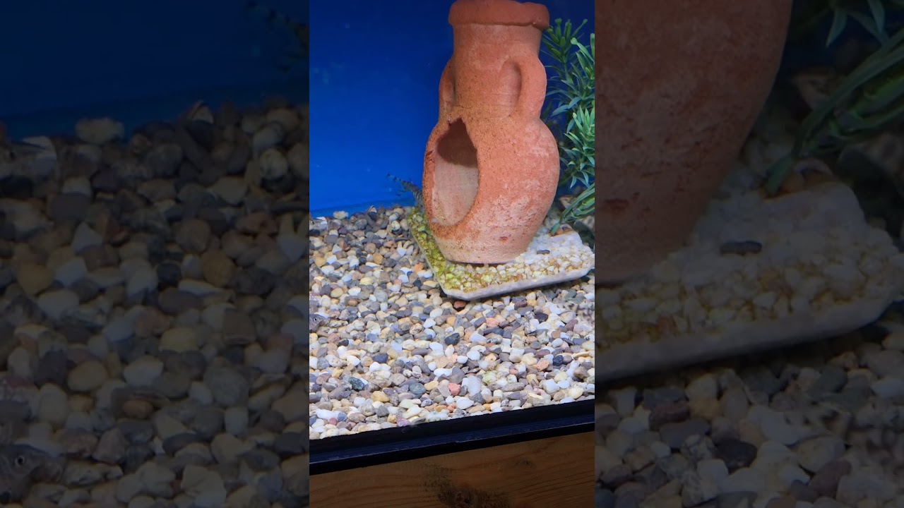 Beautiful yoyo loaches zebra loach queen loach Pakistani loaches yo yo loach #loach #short #shorts