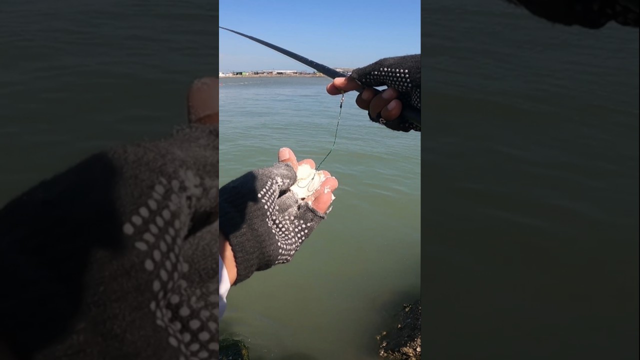 Pakai 2 Kail, Mancing Belanak Babon, Mullet Fishing #fishing #mancing