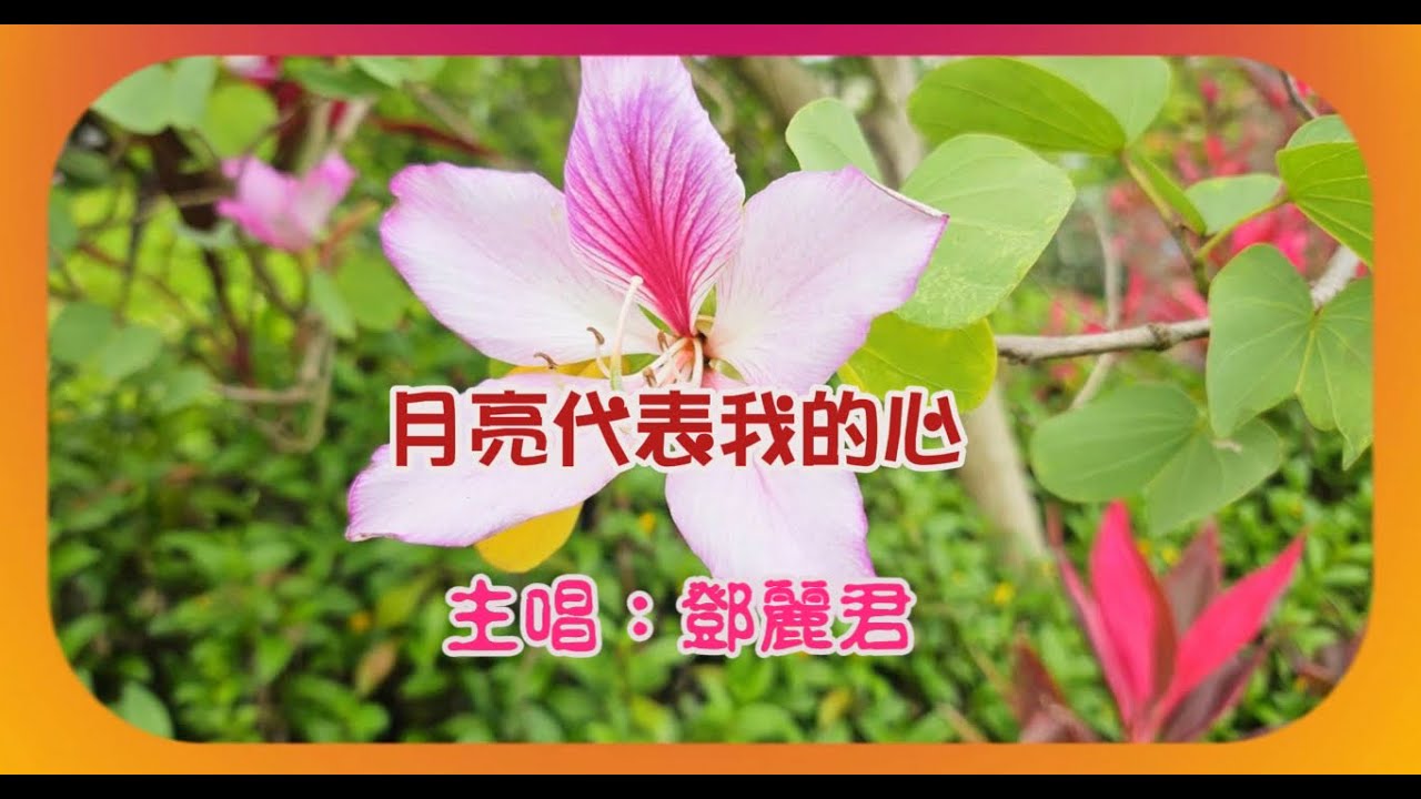 月亮代表我的心 鄧麗君主唱