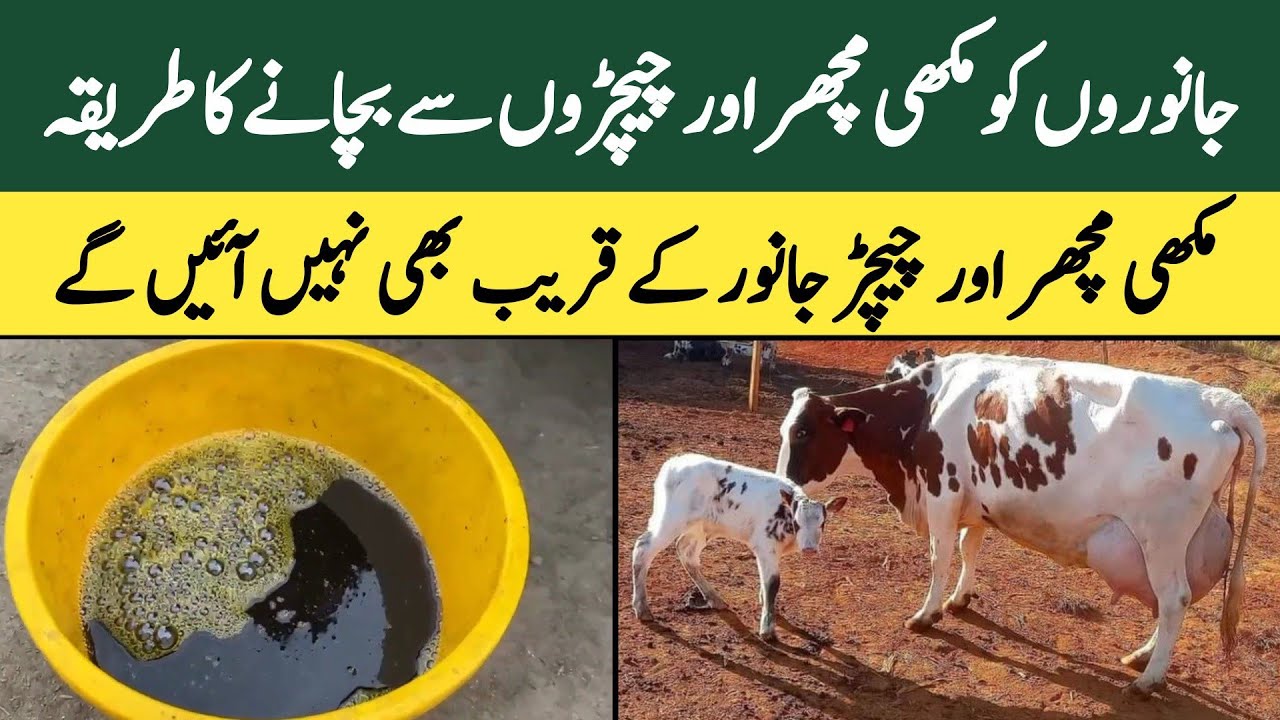 Janwaron ko makhi machar or cheechar say bachanay ka tarika