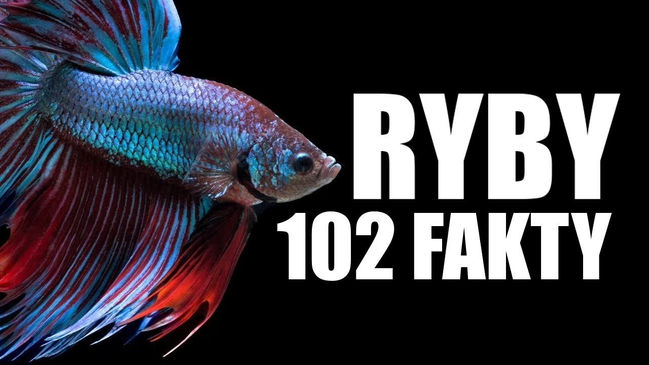 RYBY 102 FAKTY