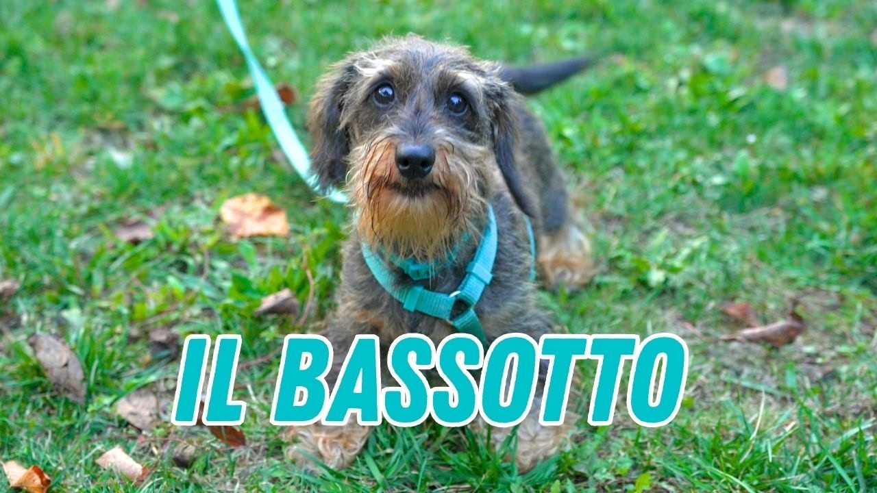 Il bassotto: che tipo è?