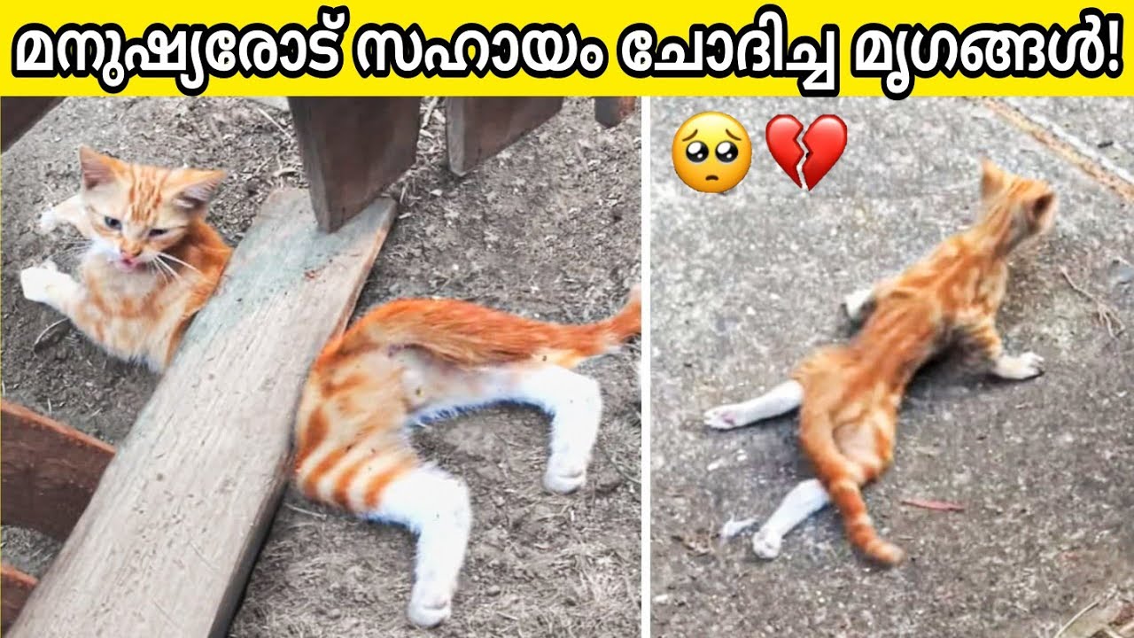 Animals That Asked People for Help !
