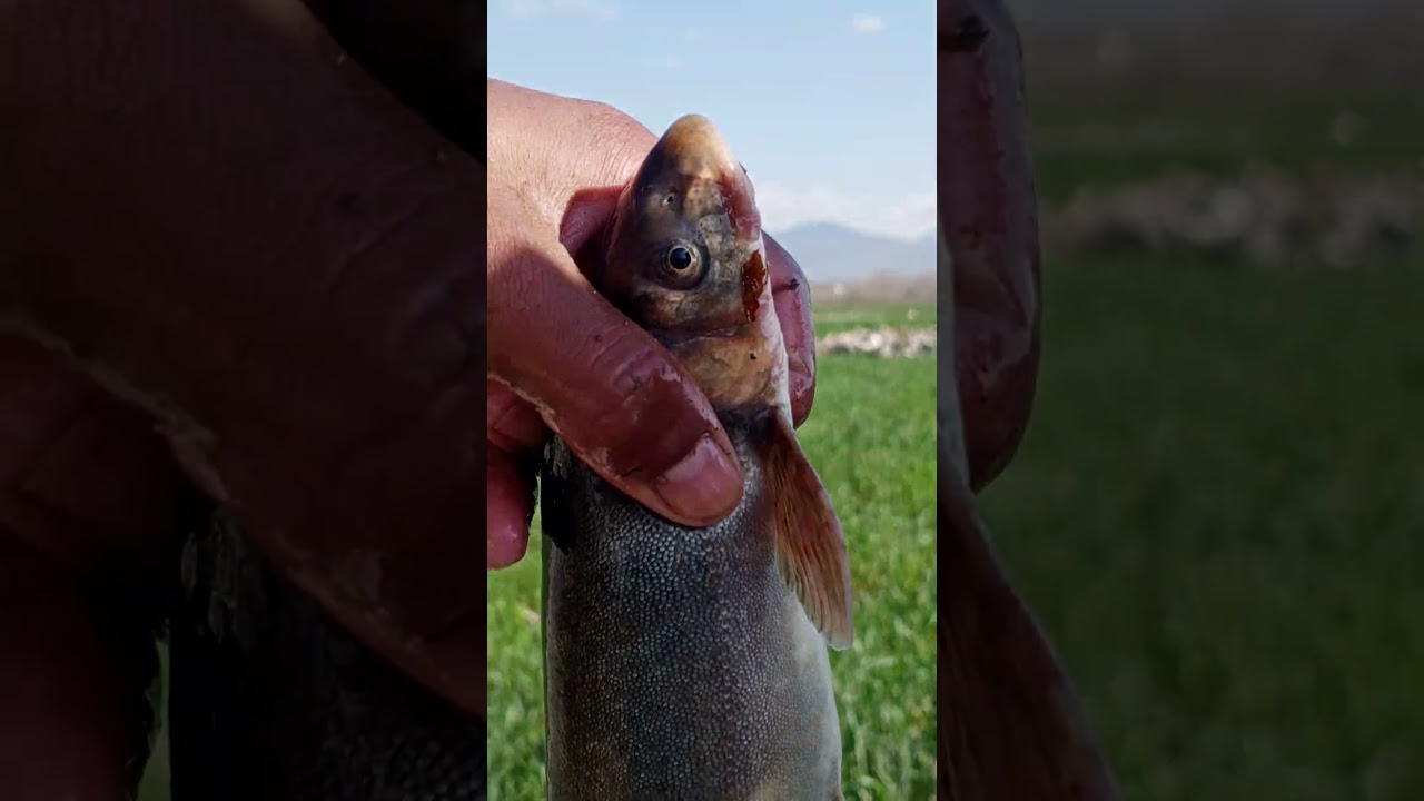 #swat river fish hunting