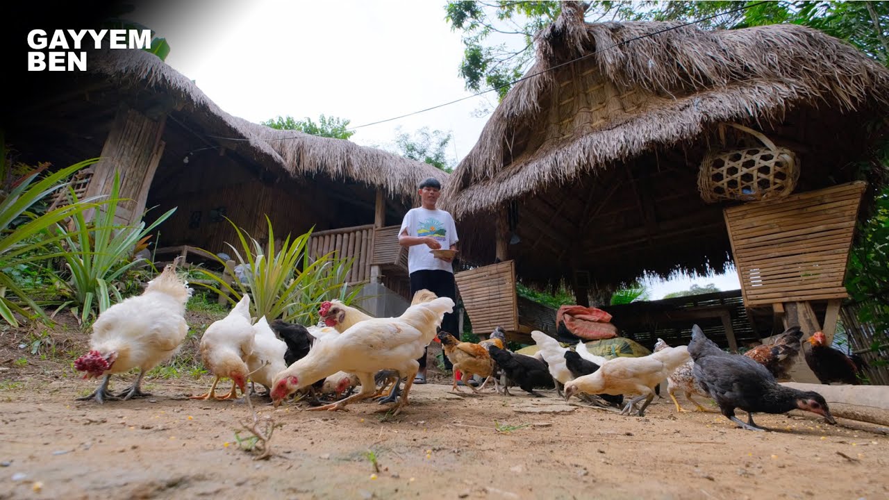 Catch native chicken and cook tinola soup for dinner | Drink beer while raining [Gayyem Ben]