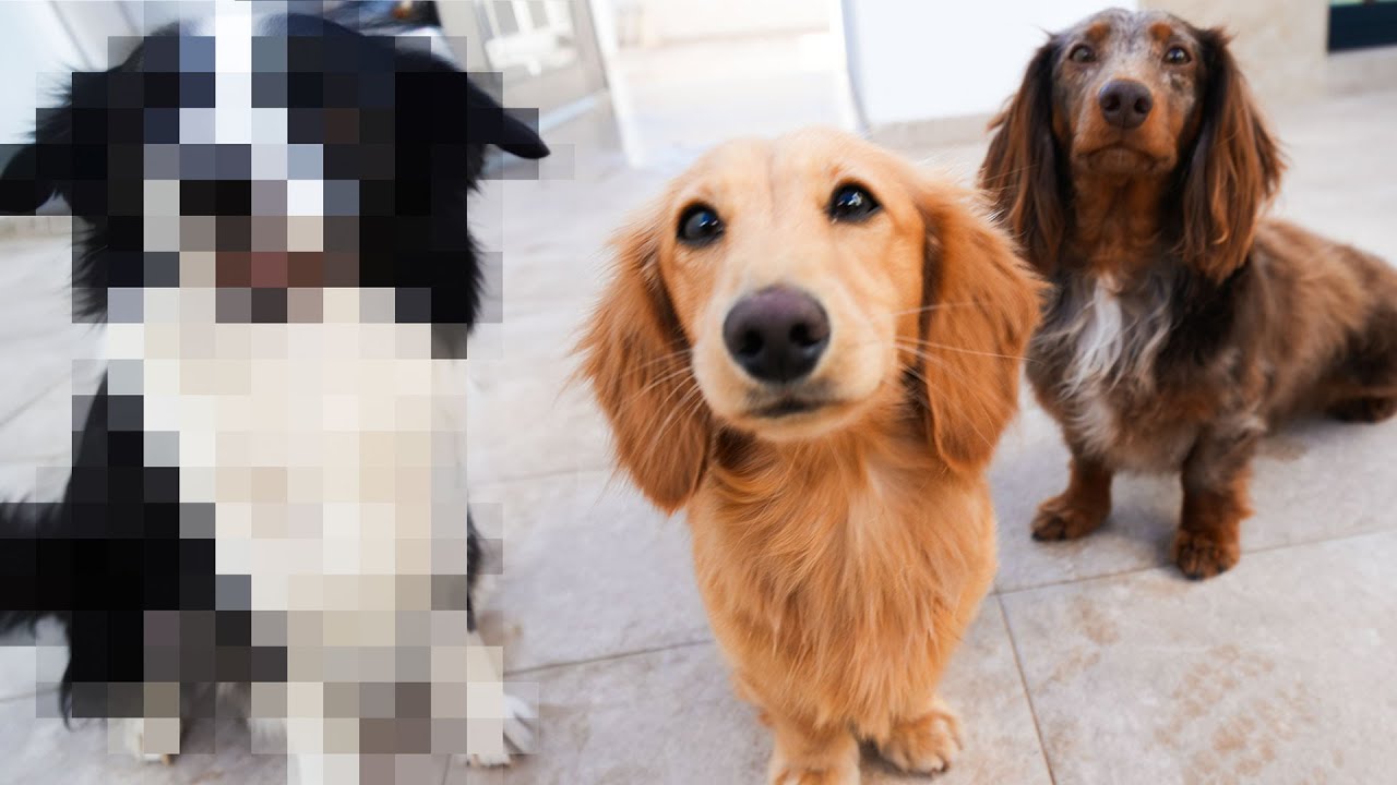 Ollie En Moos Krijgen Een Zusje! ✨