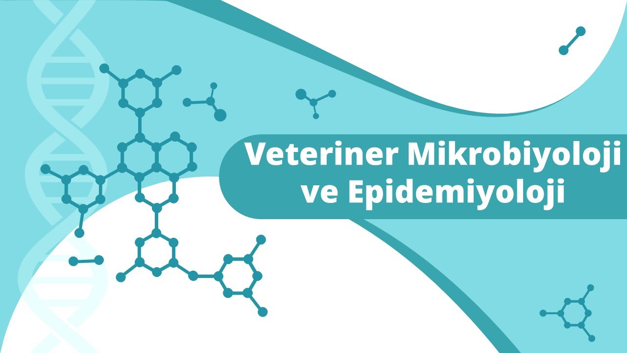 Veteriner Mikrobiyoloji ve Epidemiyoloji Dersi Çözümlü Sınav Soruları | ✅ Çok Önemli İzlemeden Geçme