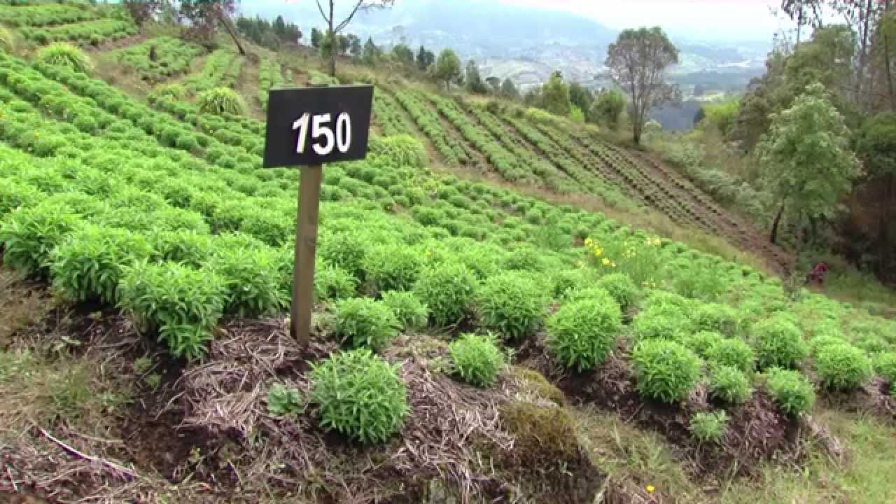 Cómo producir Plantas Aromáticas Orgánicas Industria Familiar - TvAgro By Juan Gonzalo Angel