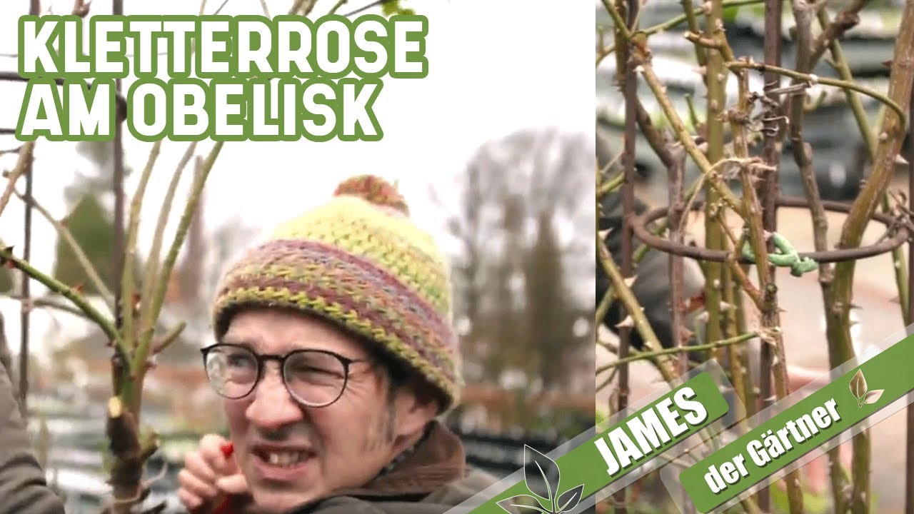 Schnitt von Rosen an einer Rankhilfe - so wächst eine Kletterrose im Obelisk | James der Gärtner