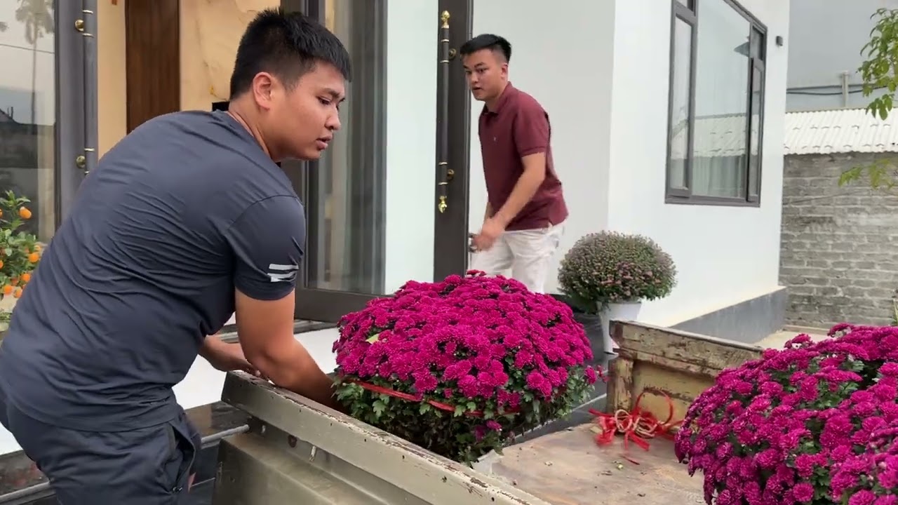 Hết Tết Anh Còi Mới Tặng Cường Ánh Cây Đào Huyền