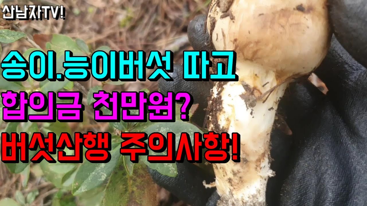 버섯 몇 개 따고 합의금 천만원을 ?? 송이버섯 능이버섯 가을 버섯 산행 주의사항 초보자 산행 벌금 합의금 산남자 약초 버섯 산행 항암 자연 건강 mushroom