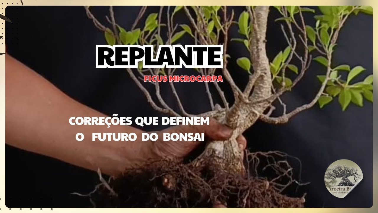 Replante de Ficus Microcarpa: correções que definem o futuro do bonsai