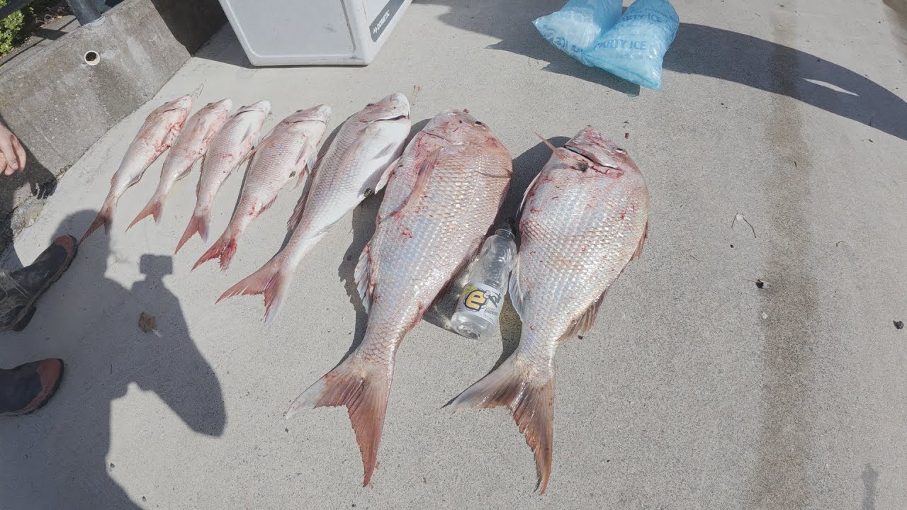 Slaying Snapper on The Wild West Coast - Opononi - Hokianga Harbour - BIG SENDS in The Fyran 440