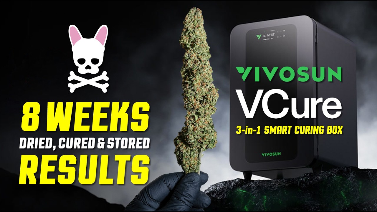 VCure Vivosun 8-Week Taste & Terp Test - Dried, Cured & Stored Results