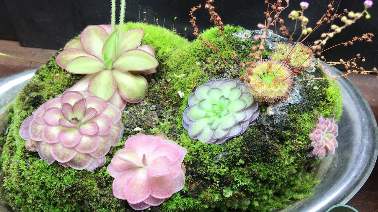 Fertilizing Carnivorous Pinguicula Plants with Maxsea