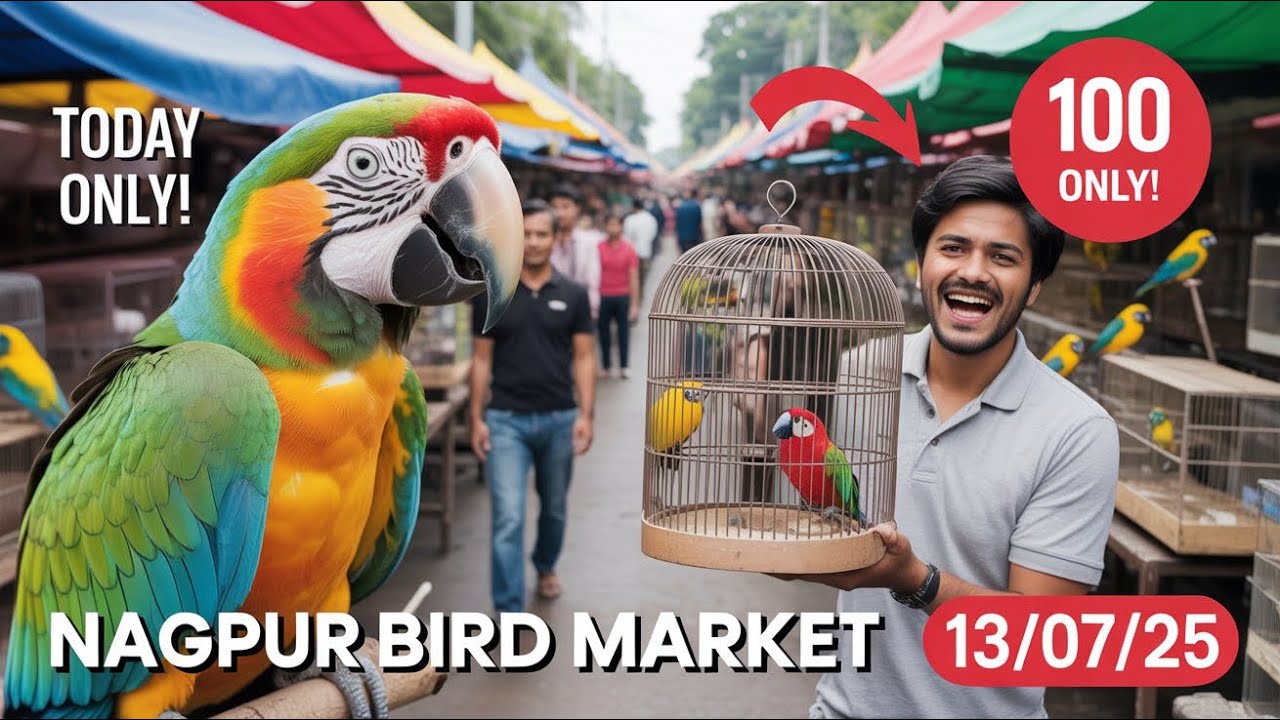 Bird Market Nagpur Today 13/07/25 | lakadganj Ka bird Market | Bird Sunday Market Nagpur ka