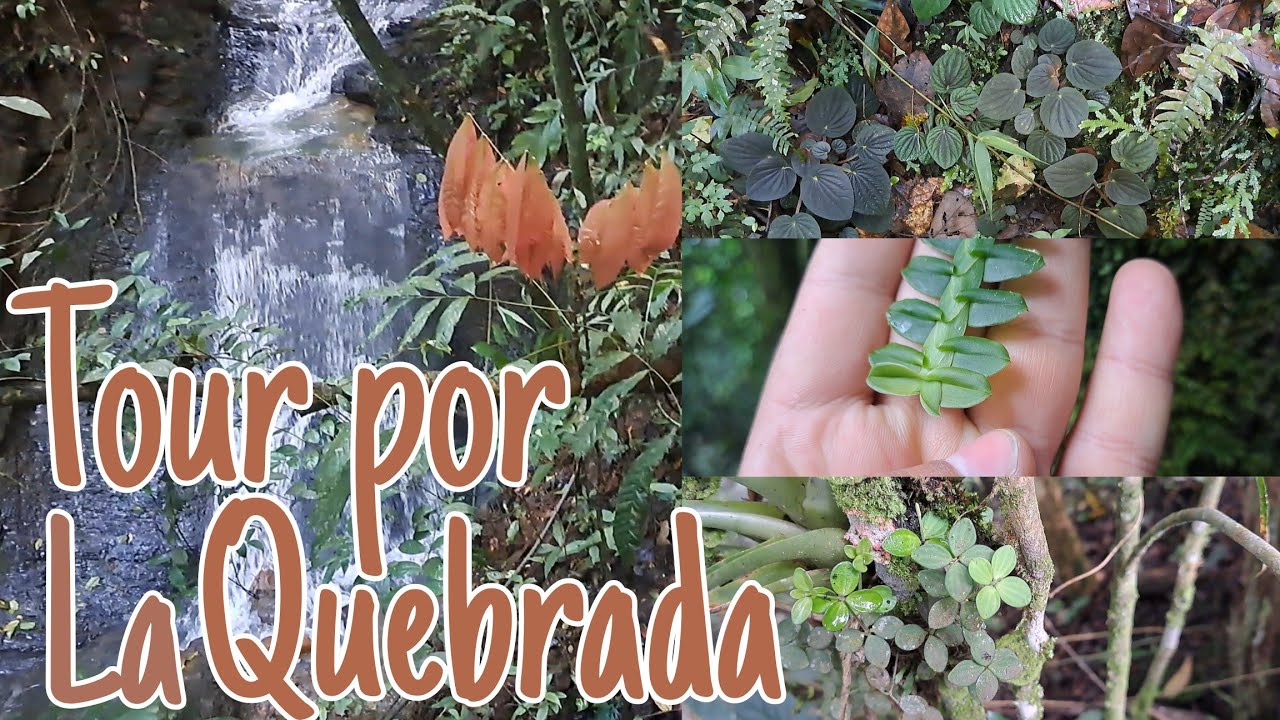 TOUR POR LA QUEBRADA 💧 | Te enseño hermosas PLANTAS 🌱