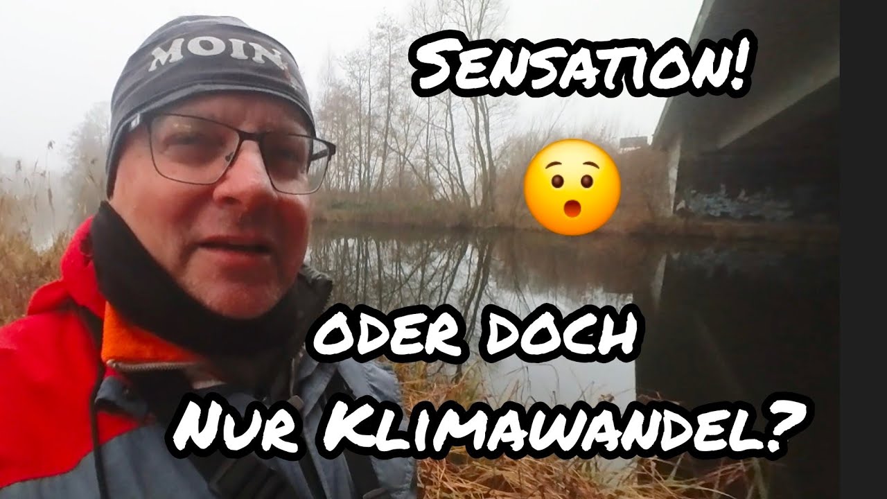 Wo kommen im Dezember diese Massen an Fischen her?