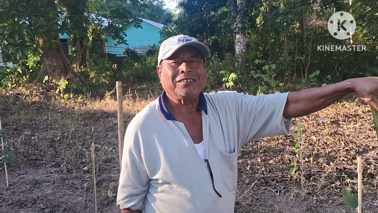 ১০ বছৰত ১০ কোটি টকা উপাৰ্জন কৰক ৰঙা চন্দনৰ খেতিৰ কৰি ####evergreen assam contact 70861 60808 