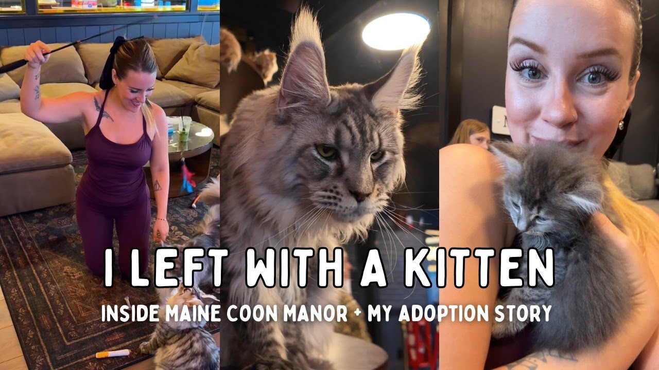 Inside Orlando's NEWEST attraction Maine Coon Manor 🐾 | First Look & Adoption Story 🐱