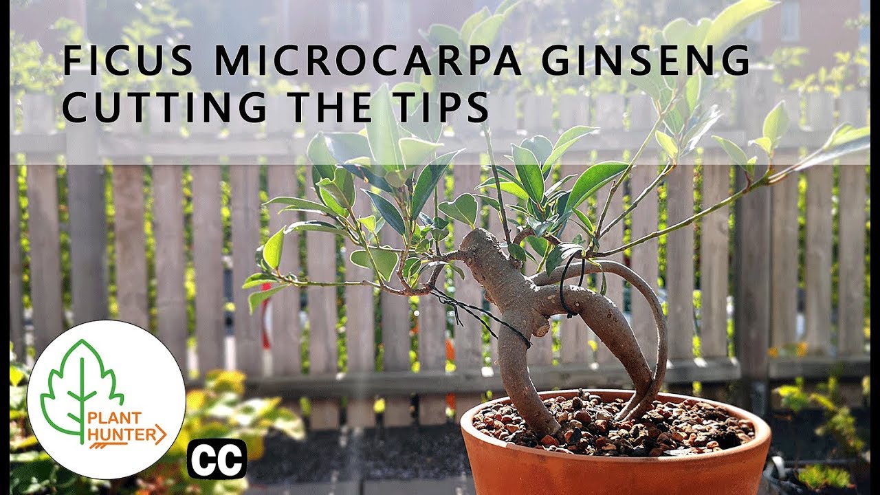 Ficus microcarpa Ginseng - Cutting the tips - September 2019   #PlantHunter