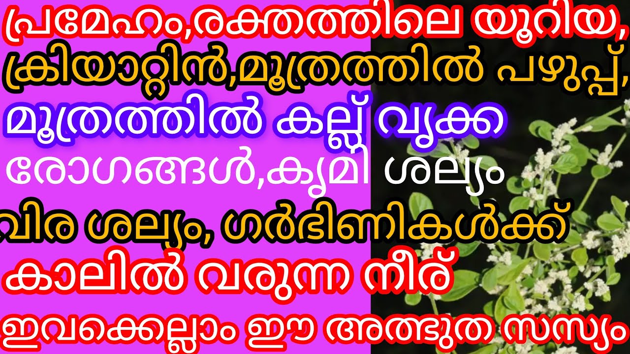 A miracle plant for sugar urine infection etc.....