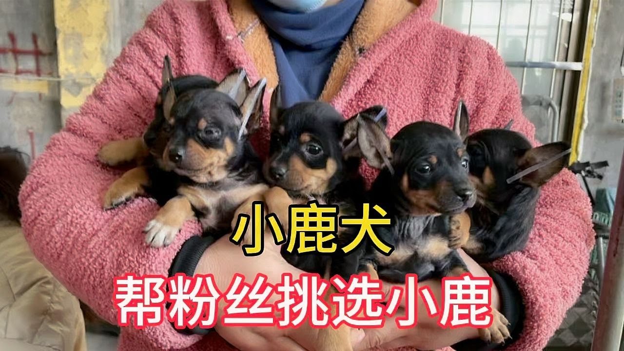 狗市幫粉絲挑選小體小鹿犬，經過二牛仔細挑選拿下一只可愛活潑的