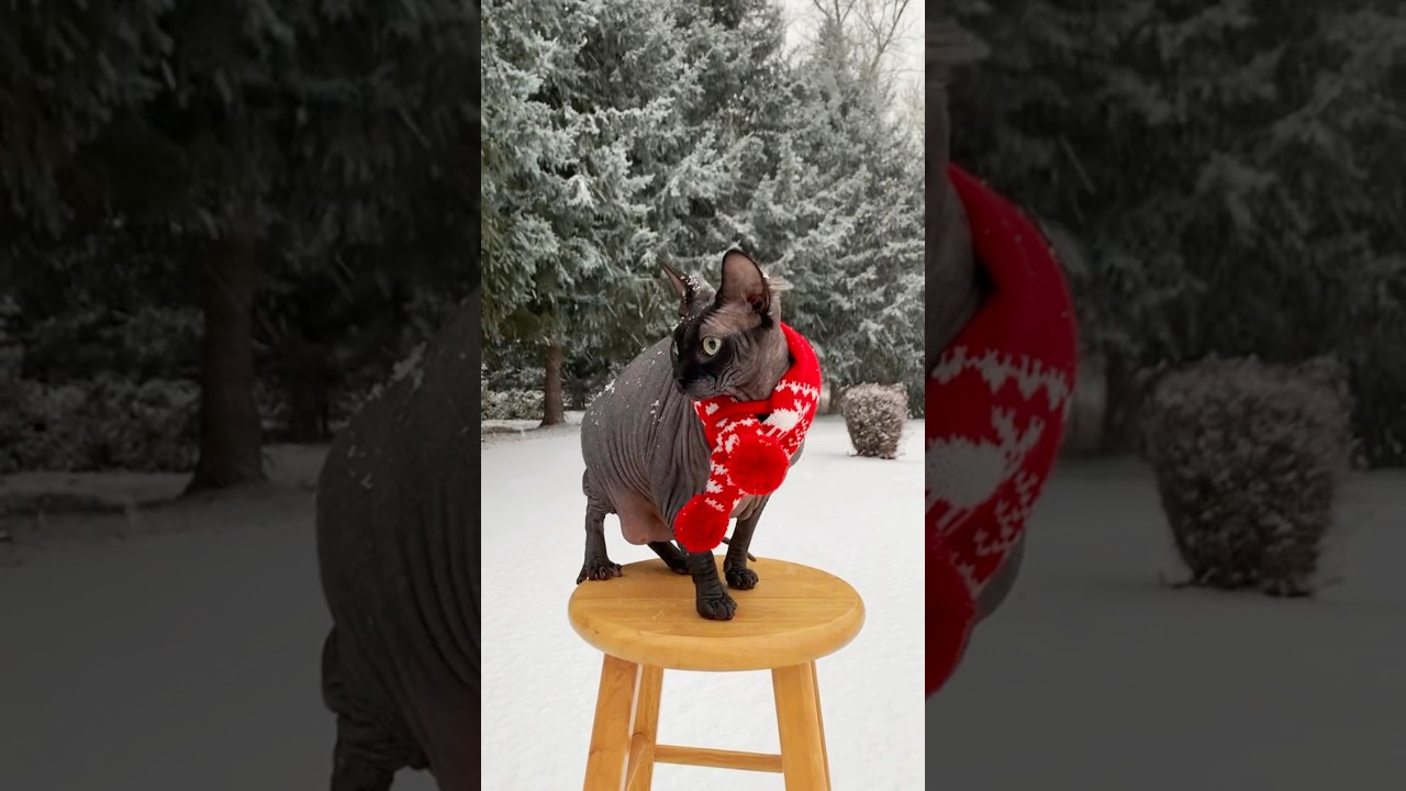Sphynx Cat Owners STOP Making These 5 Mistakes