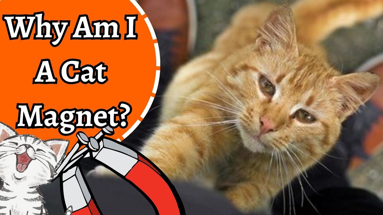 Why Are Cats Always Drawn To Me?