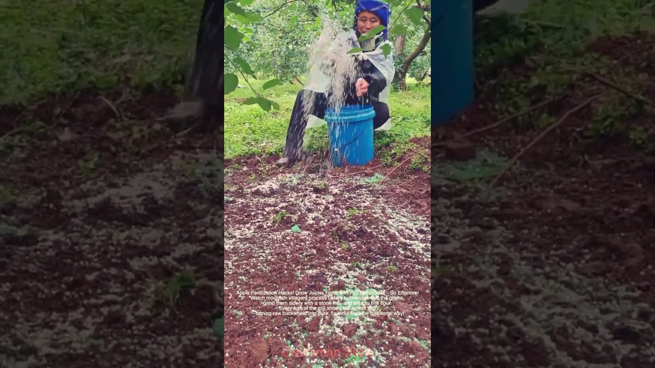 Apple Fertilization Hacks! Grow Juicier Fruits with Pro Techniques&mdash;So Effective!#shorts