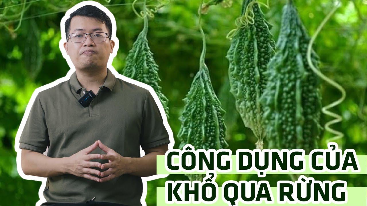 T&igrave;m hiểu c&ocirc;ng dụng của khổ qua rừng (mướp đắng rừng) v&agrave; một số b&agrave;i thuốc từ khổ qua rừng