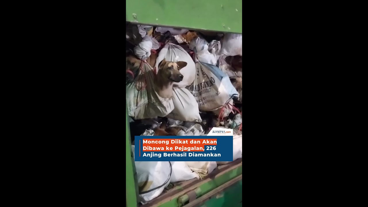 Moncong Diikat dan Akan Dibawa ke Pejagalan, 226 Anjing Berhasil Diamankan