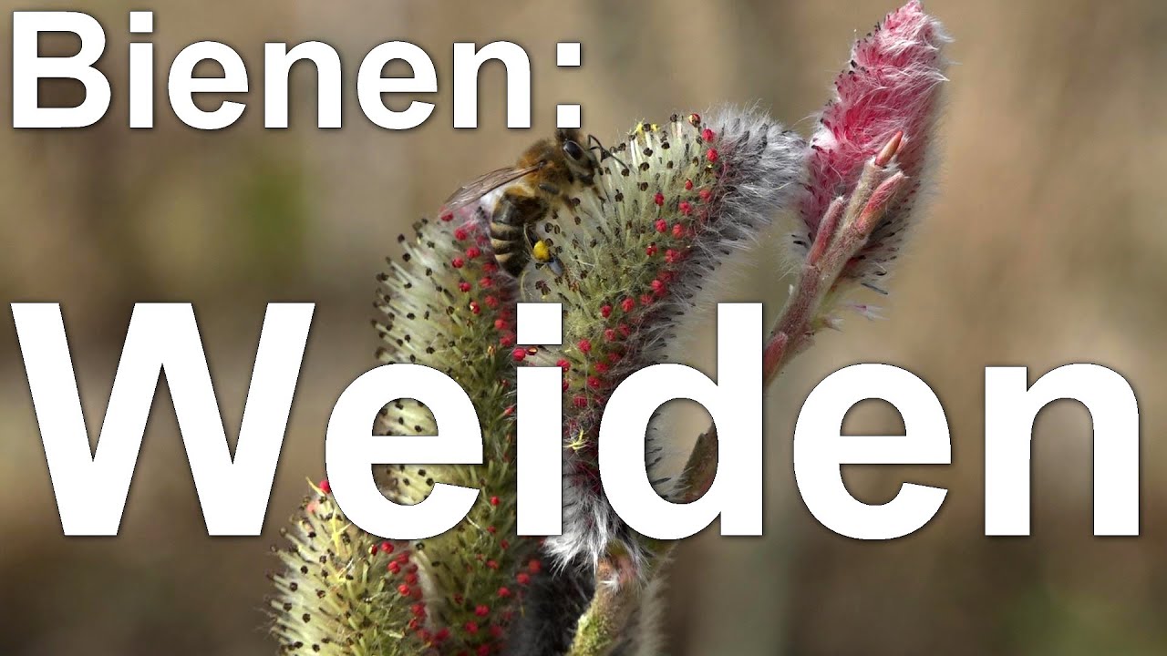 Bienen und die ersten Weiden - Blüte der Kätzchen-Weide