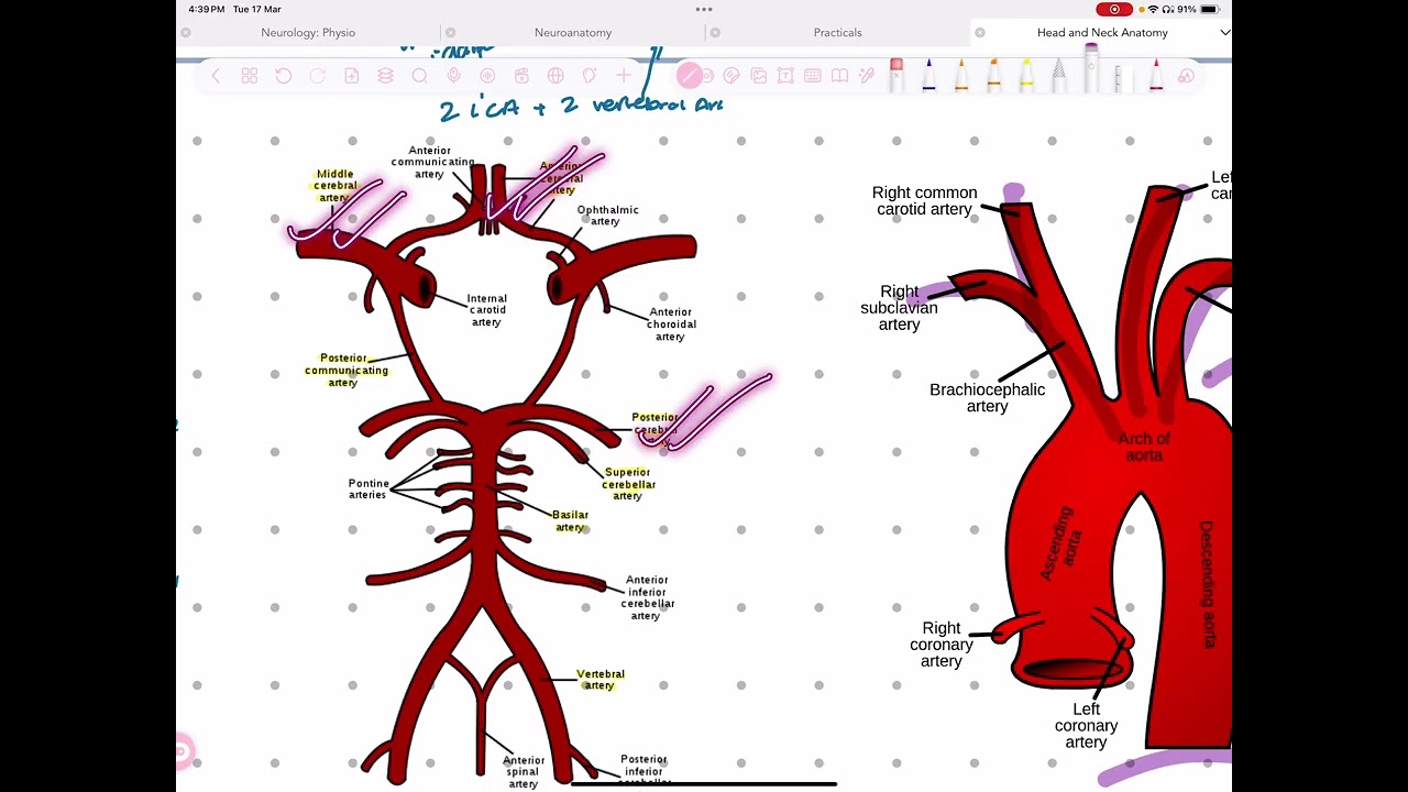 Circle of Willis made easy