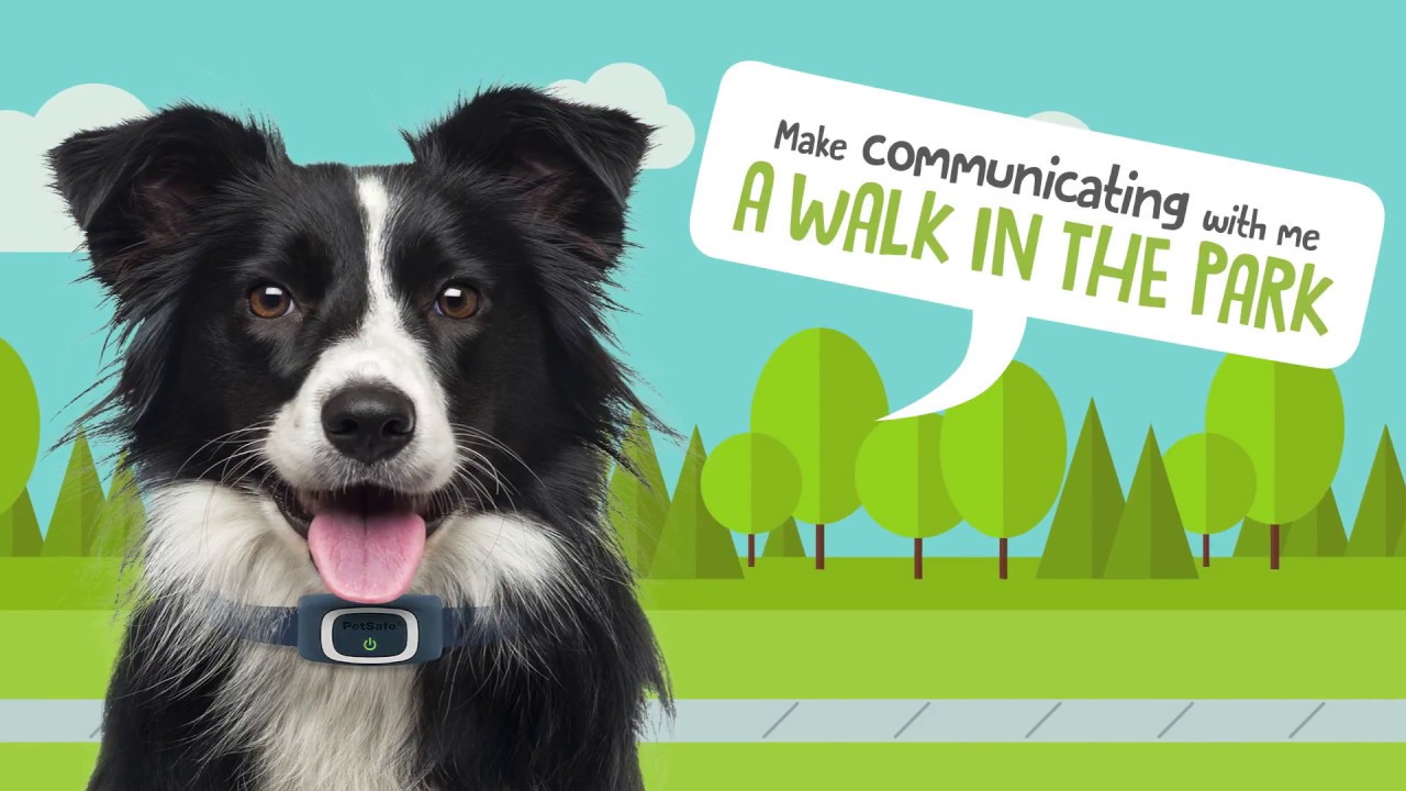 The Easiest-to-Use Dog Training Tool, Ever