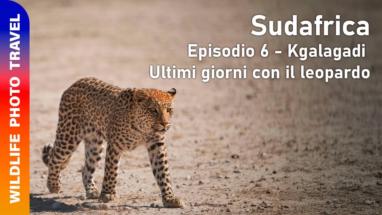 Sudafrica - Episodio 6 - Kgalagadi - Ultimi giorni con il leopardo